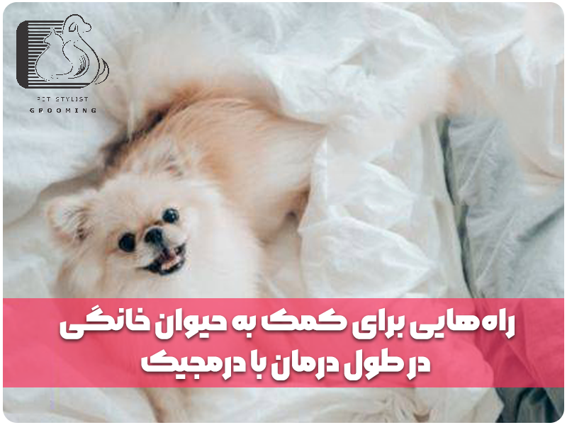 راه‌هایی برای کمک به حیوان خانگی در طول درمان با درمجیک